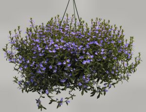 Scaevola aemula ‘Aussie Crawl’ – Fan Flower | Gardening With Angus