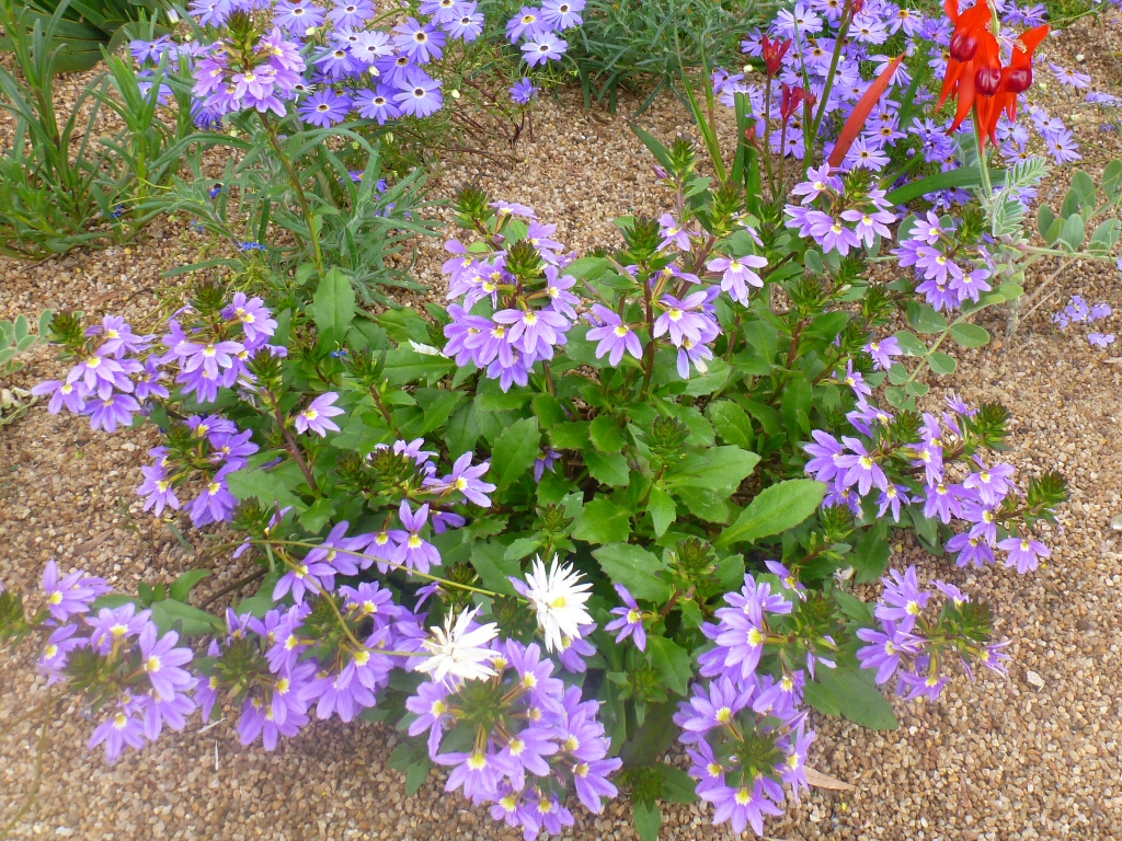 Scaevola aemula fan flower 'Purple Fanfare'