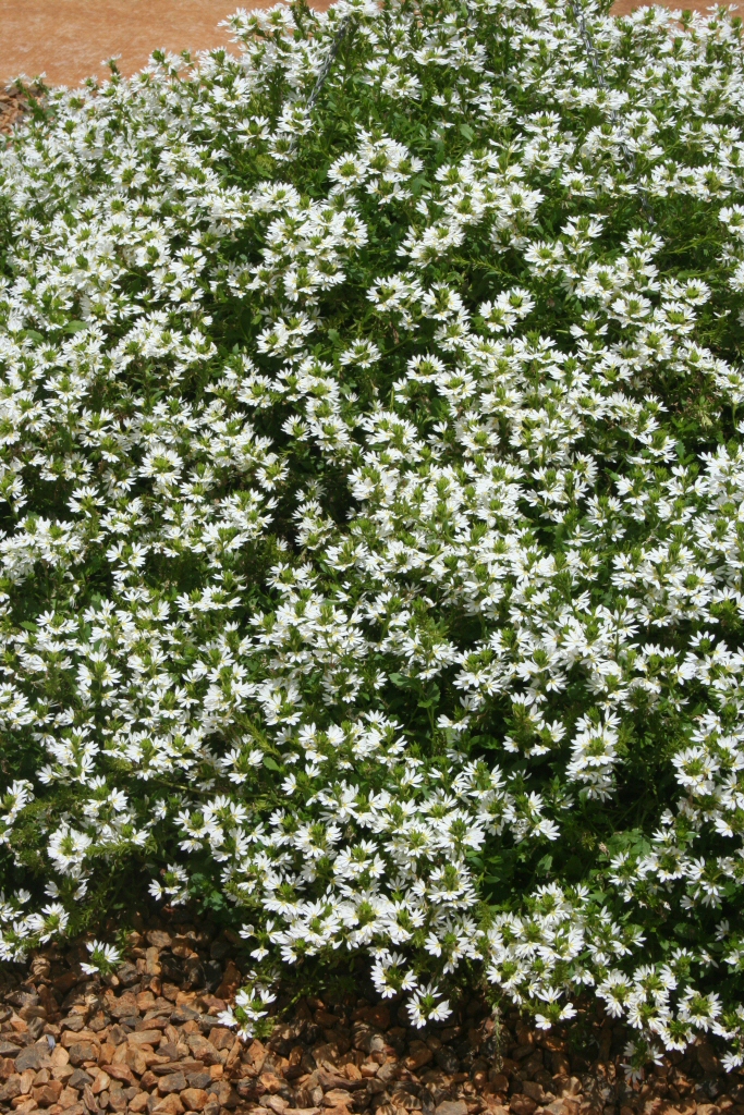 Scaevola aemula fan flower 'White Wonder'