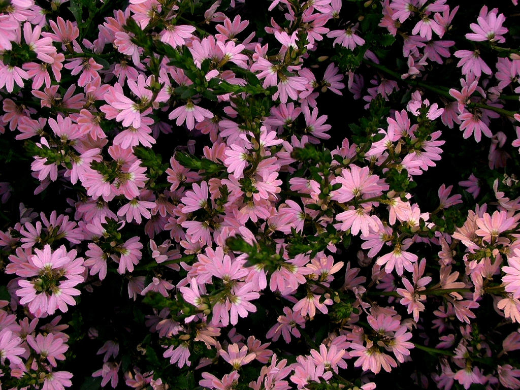 scaevola-albida_fan-flower_deep-pink-mist