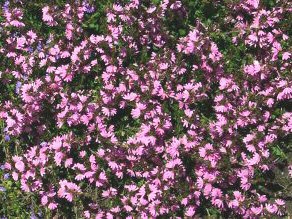 Scaevola albida fan flower 'Karwarra Pink'
