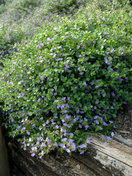 Scaevola albida ‘Mauve Carpet’ – Fan Flower | Gardening With Angus