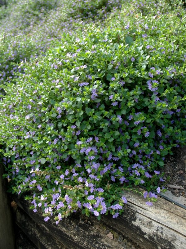 Angus’s Top Ten Australian Groundcovers | Gardening With Angus