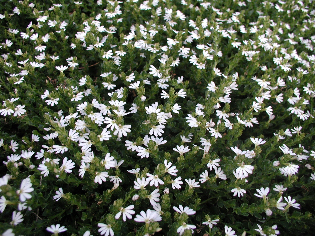 Scaevola albida fan flower 'White Carpet'