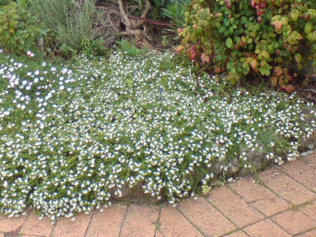 Scaevola albida ‘White Carpet’ – Fan Flower | Gardening With Angus