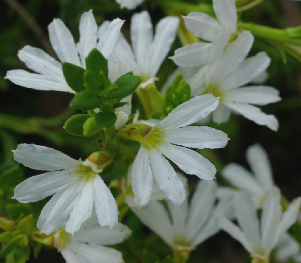 Scaevola albida - fan flower 'White Mist'