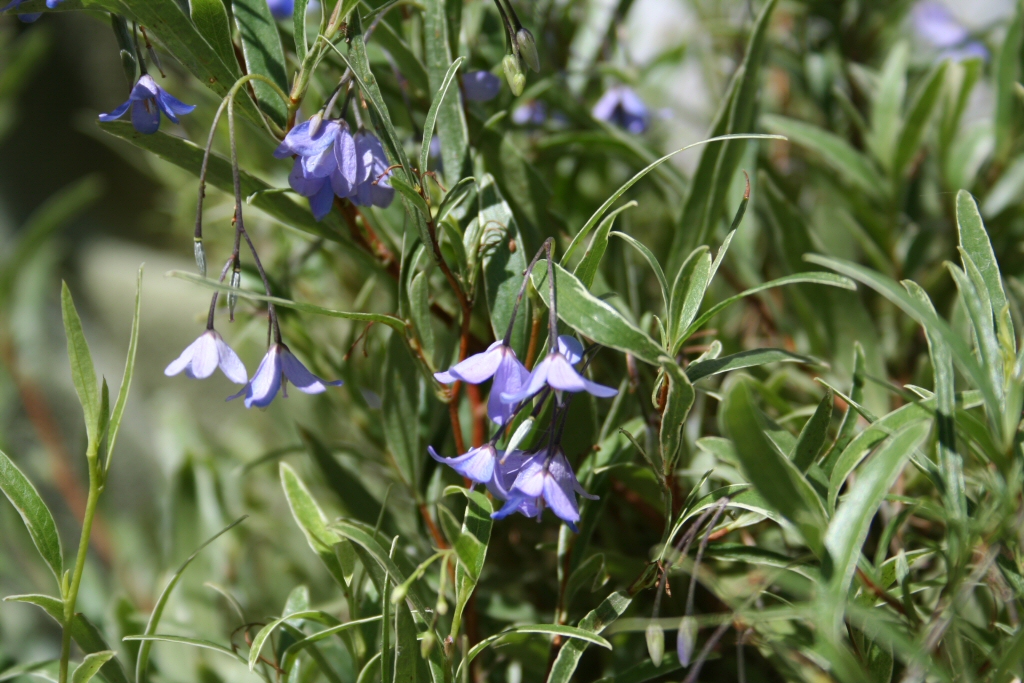 Sollya heterophylla bluebell creeper 'Edna Walling Blue Bells'