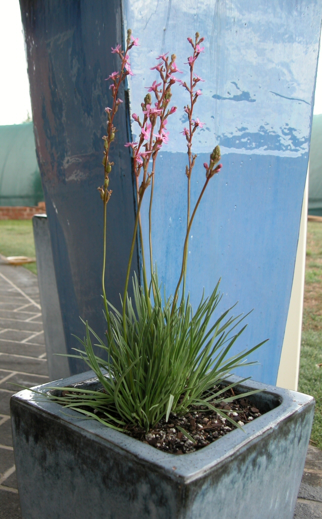 Stylidium graminifolium trigger plant 'Tiny Trina'