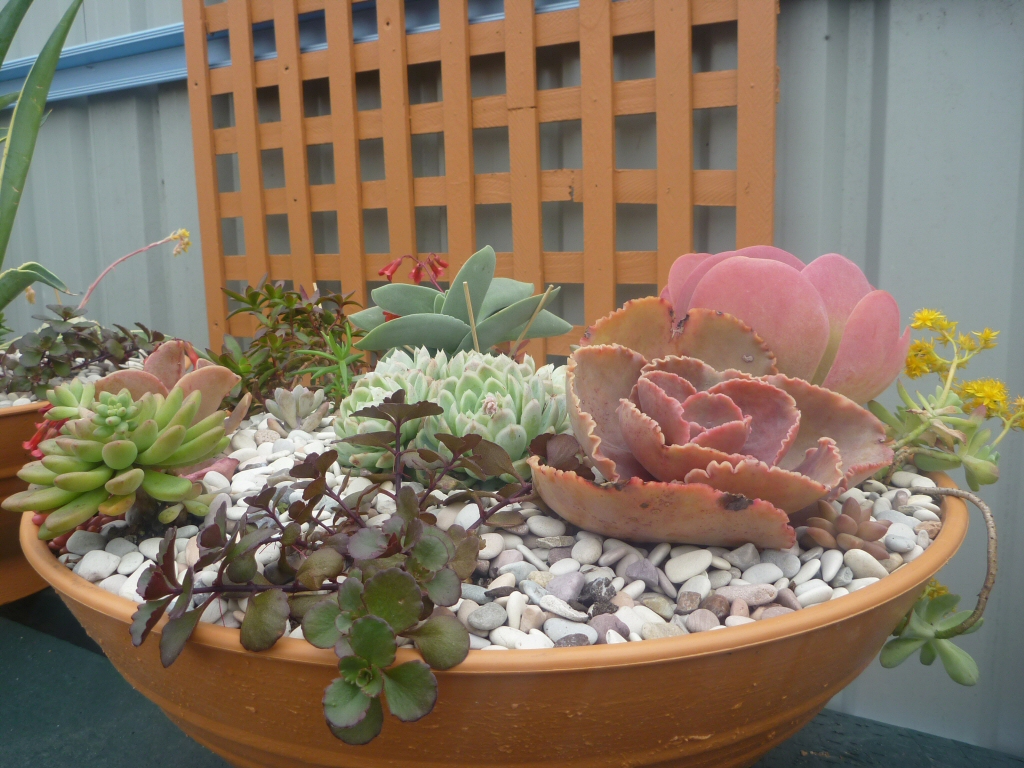 mixed pot of succulents with a diversity of growth and colour