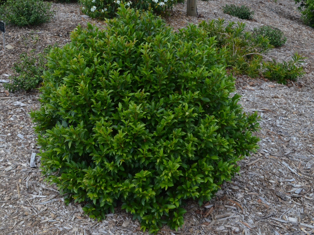 Syzygium australe lilly pilly 'Baby Boomer'