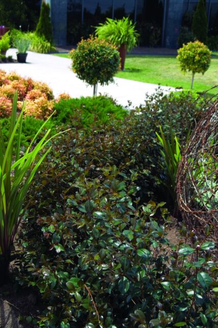 Syzygium australe lilly pilly 'Big Red'