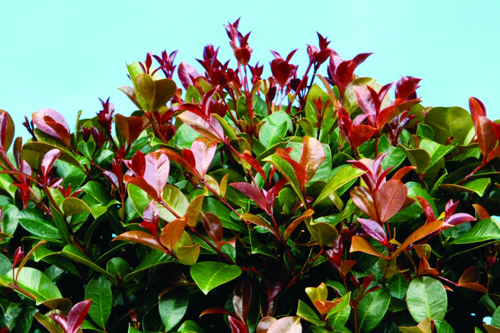Syzygium australe lilly pilly 'Big Red'