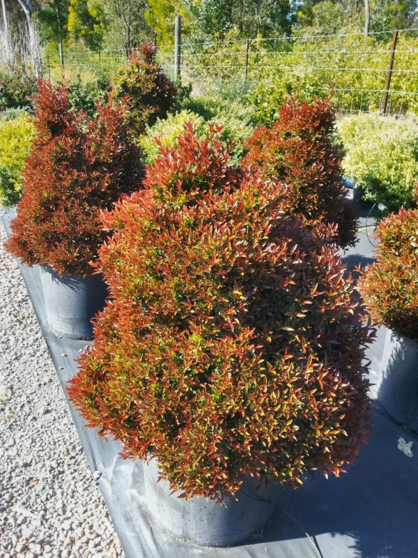 Angus’s Top Ten Australian Plants For Hedges Gardening With Angus