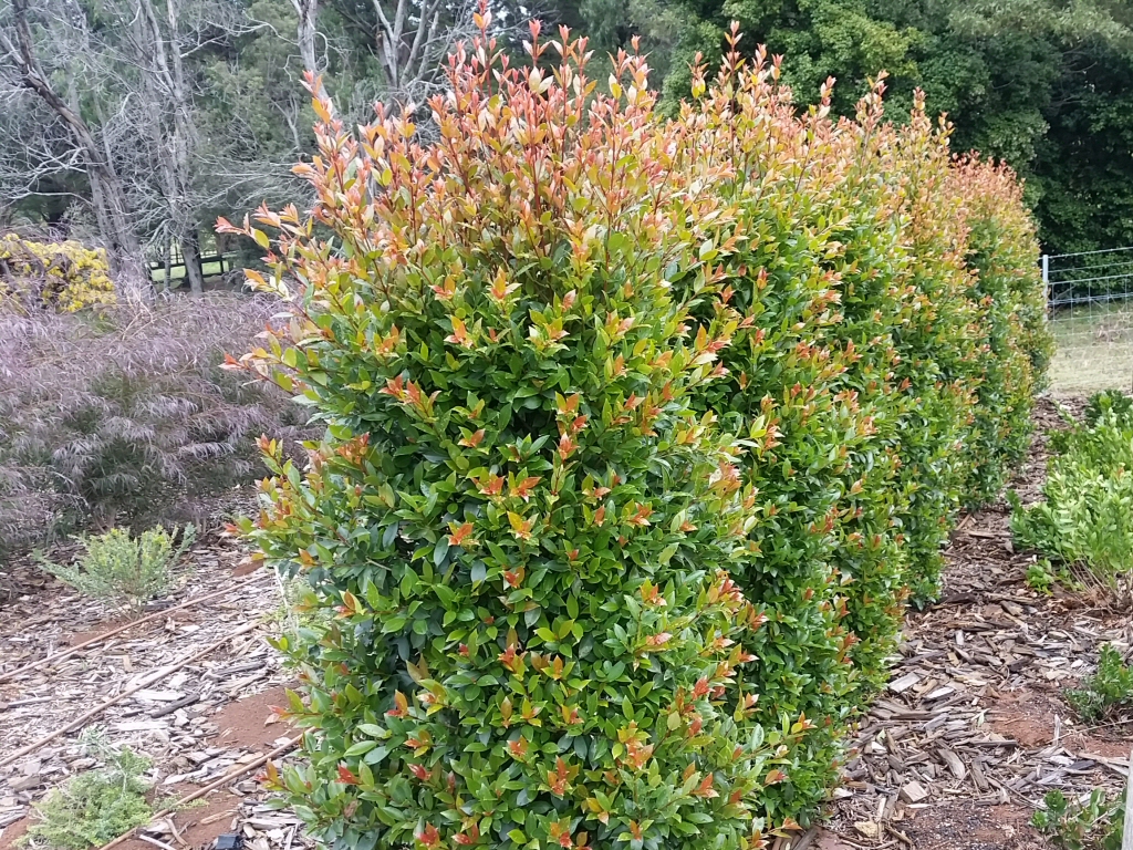Syzygium australe 'Hinterland Gold' is good for hedging and screening