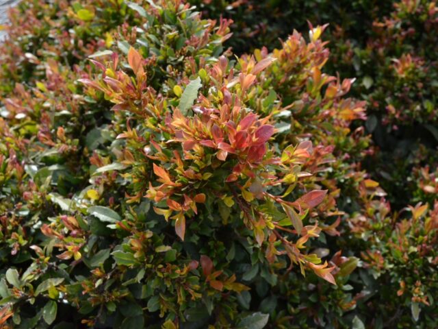 Syzygium austral lilly pilly 'Tiny Trev'