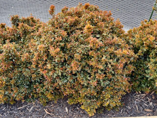 Syzygium austral lilly pilly 'Tiny Trev'