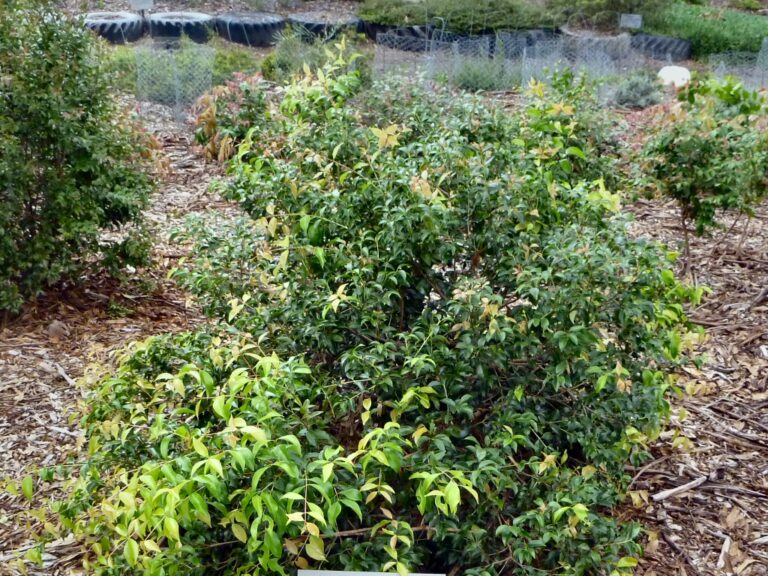 Syzygium francisii ‘Little Gem’ Lilly Pilly Gardening With Angus