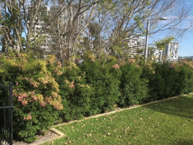 Syzygium luehmannii is a hardy lilly pilly