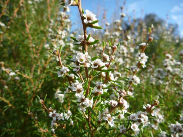 Taxandria parviceps – Tea Tree | Gardening With Angus