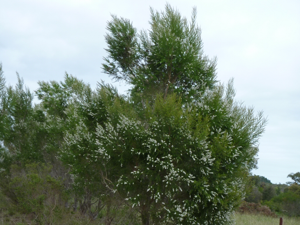 Taxandria parviceps - fine leaf tea tree