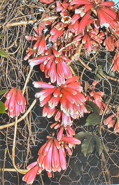 Tecomanthe hillii fraser island creeper 'Edna Walling Island Belle'