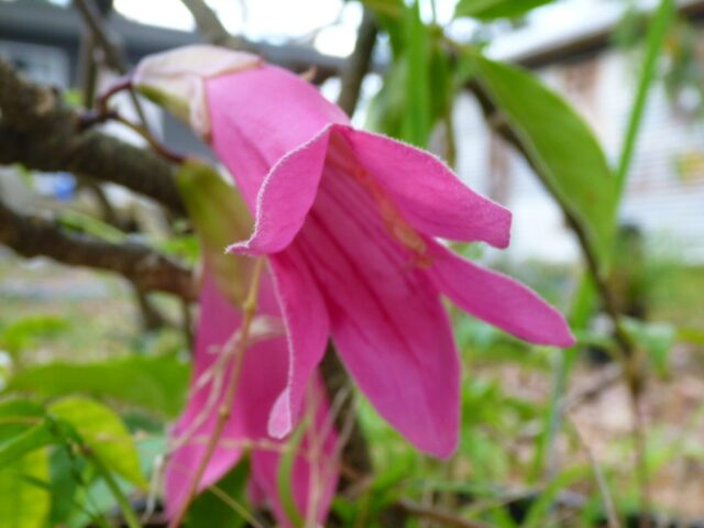 Tecomanthe hillii fraser island creeper 'Edna Walling Island Belle'