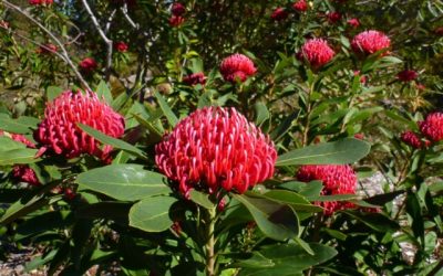 How and when to fertilise Waratah’s