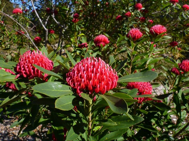 Telopea mongaensis-x-speciosissima 'Corroboree'