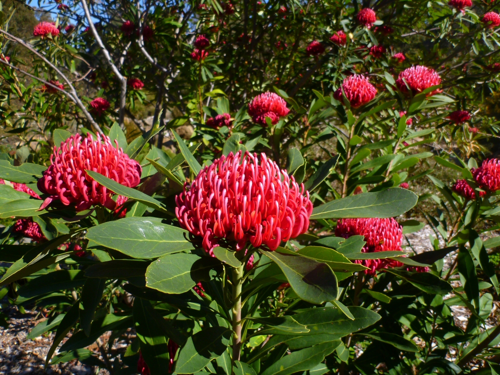 Telopea speciosissima ‘Corroboree’ – Waratah