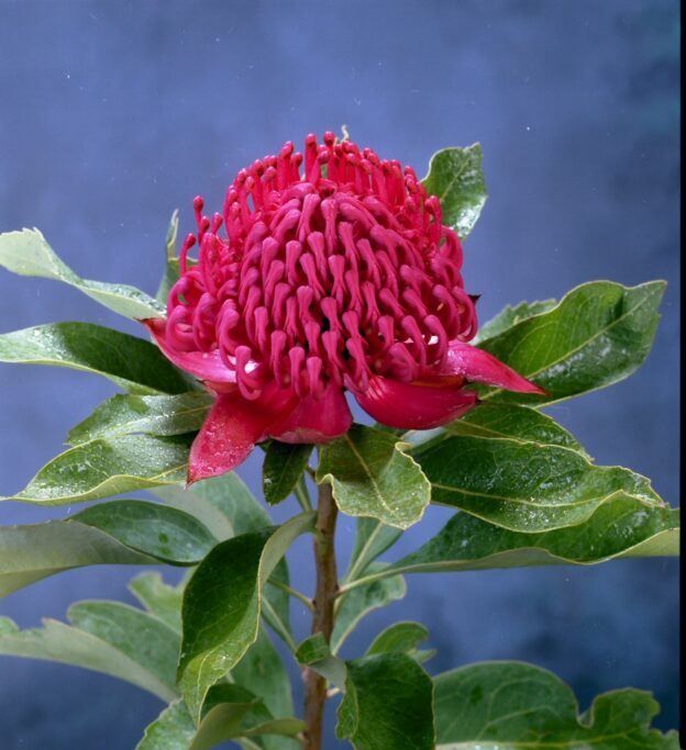 Telopea Shady Lady Red Waratah Gardening With Angus   Telopea Mongaensis X Speciosissima Waratah Shady Lady Red 1 624x683 