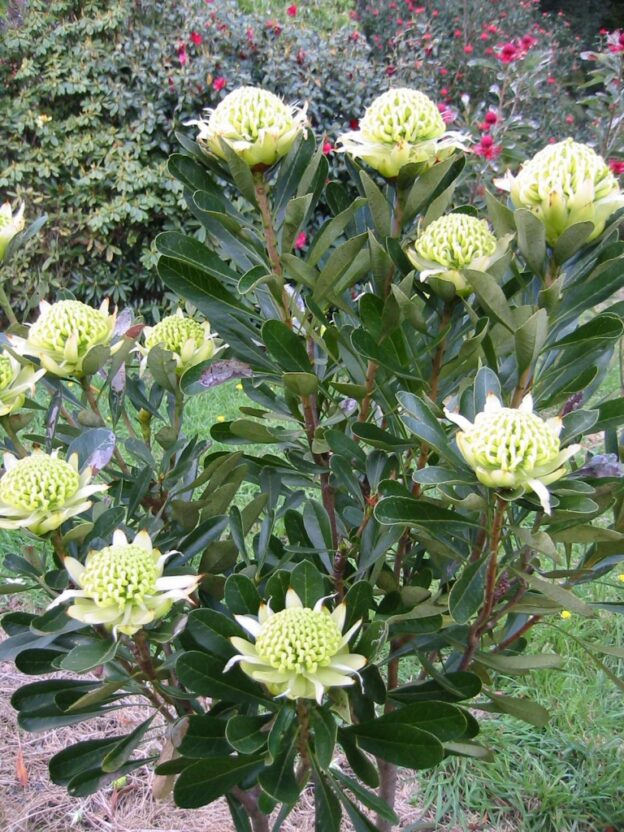 Telopea ‘Bridal Gown, Shady Lady White’ Waratah Gardening With Angus