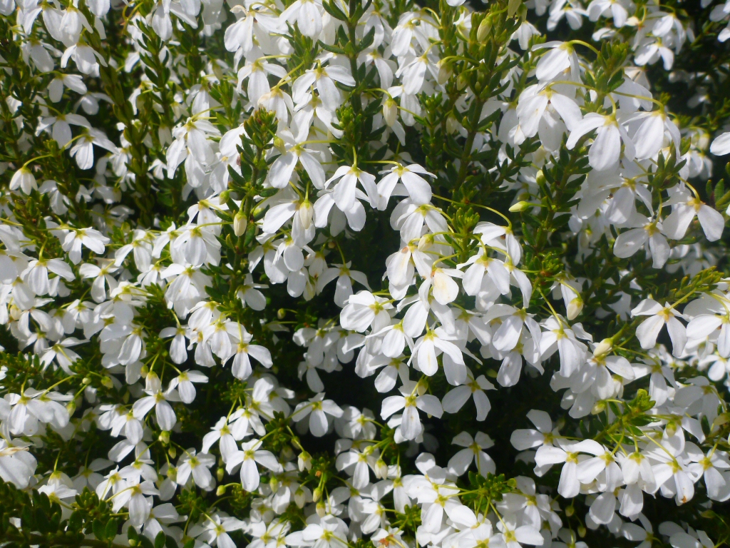 Tetratheca thymifolia alba - black eyed susan