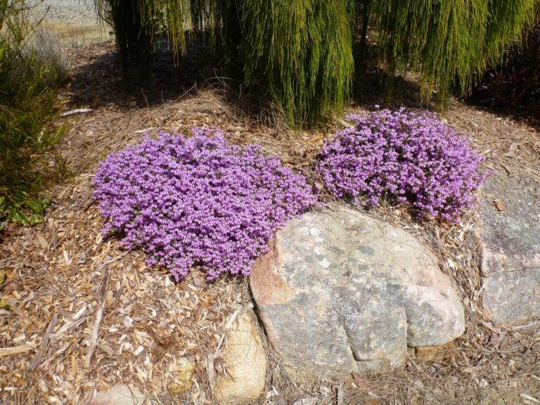 Tetratheca thymifolia – Black Eyed Susan | Gardening With Angus