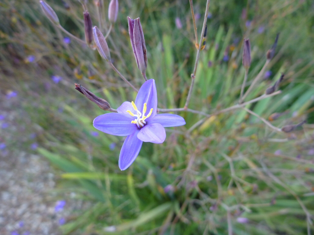 Thelionema caespitosum - tufted blue lily