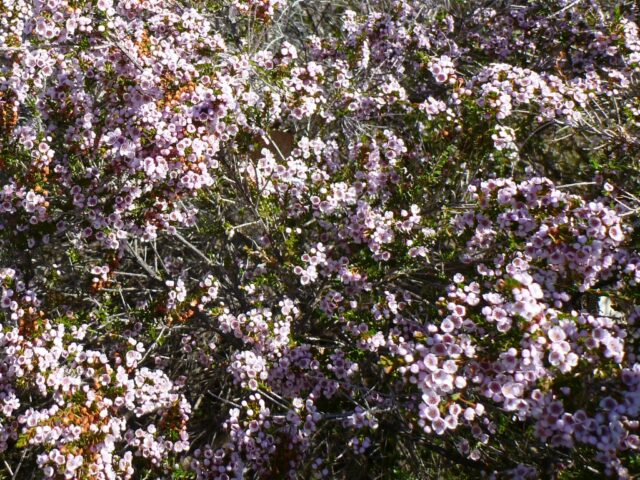 Thryptomene saxicola heath myrtle 'F C Payne'