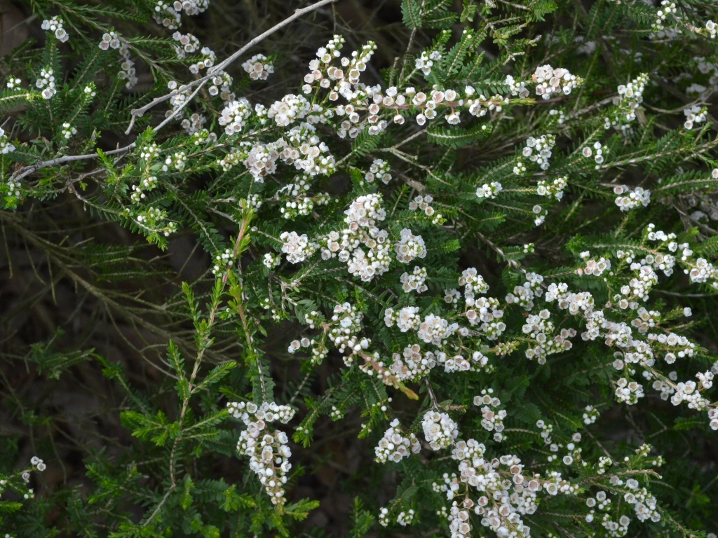 Thryptomene saxicola ‘Supernova’ – Heath Myrtle | Gardening With Angus