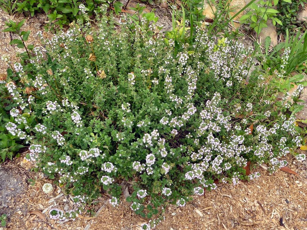 Thymus vulgaris - thyme is useful for couhgs and sore throats