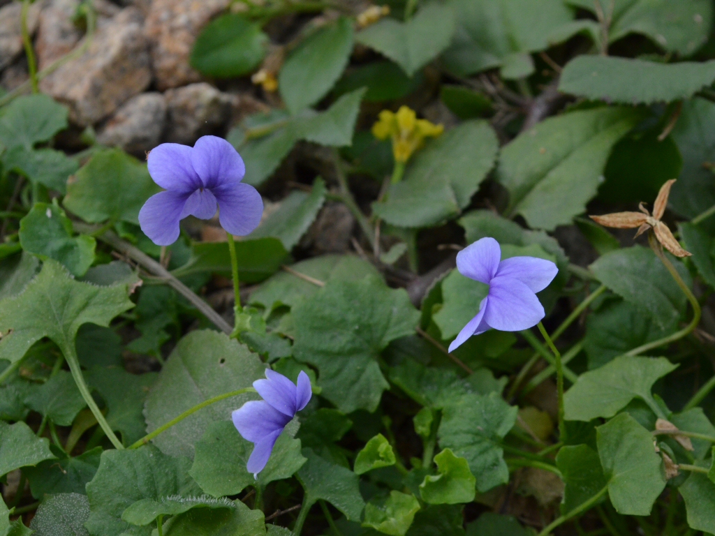 Viola hederaceae native violet 'Baby Blue'