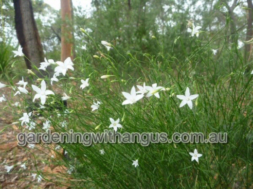 Wahlenbergia stricta flax lily cultivar white mist