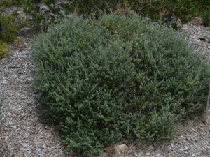 Australian Native Hedges | Gardening With Angus