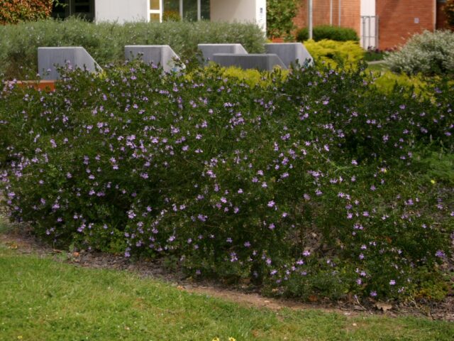Westringia glabra coastal rosemary 'Deep Purple' is a hardy shrub for seaside planting