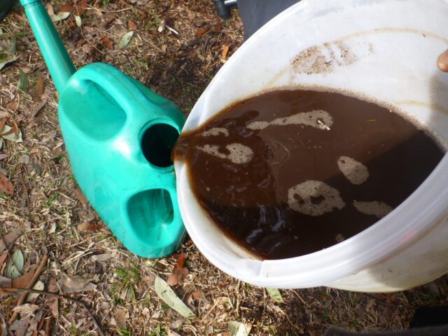 Worm tea created from watering a worm farm