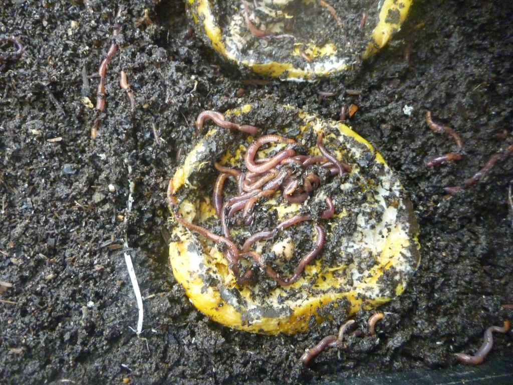 Worms eating decomposing fruit