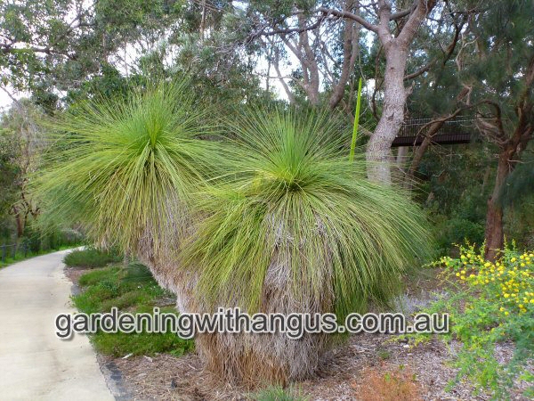 Xanthorrhoea preissii - grass tree has tall spear flowers