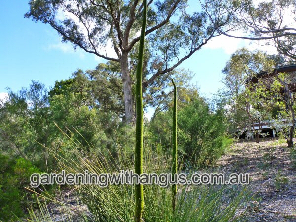 Xanthorrhoea preissii - grass tree is an iconic australian plant