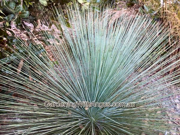 Xanthorrhoea quadrangulata – Grass Tree
