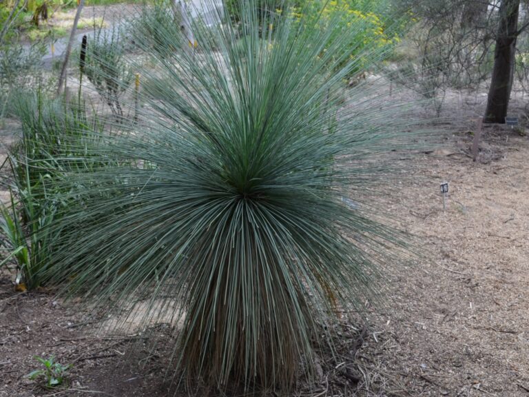 Xanthorrhoea quadrangulata – Grass Tree | Gardening With Angus