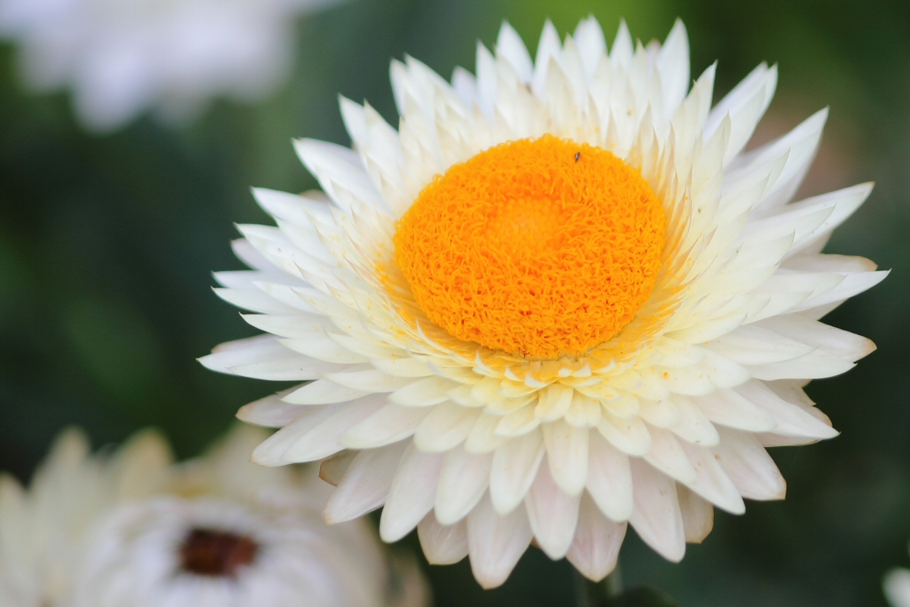 Xerochrysum bracteatum is a great everlasting daisy for gardens and pots