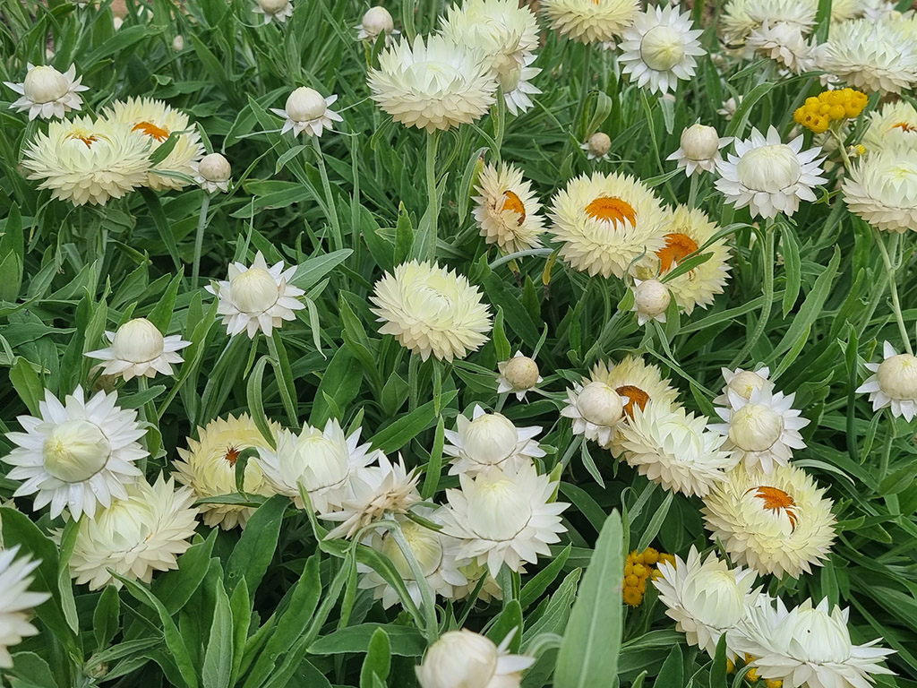 Xerochrysum bracteatum 'Cockatoo' - everlasting daisy
