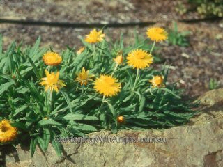 Xerochrysum bracteatum everlasting daisy 'Diamond Head'